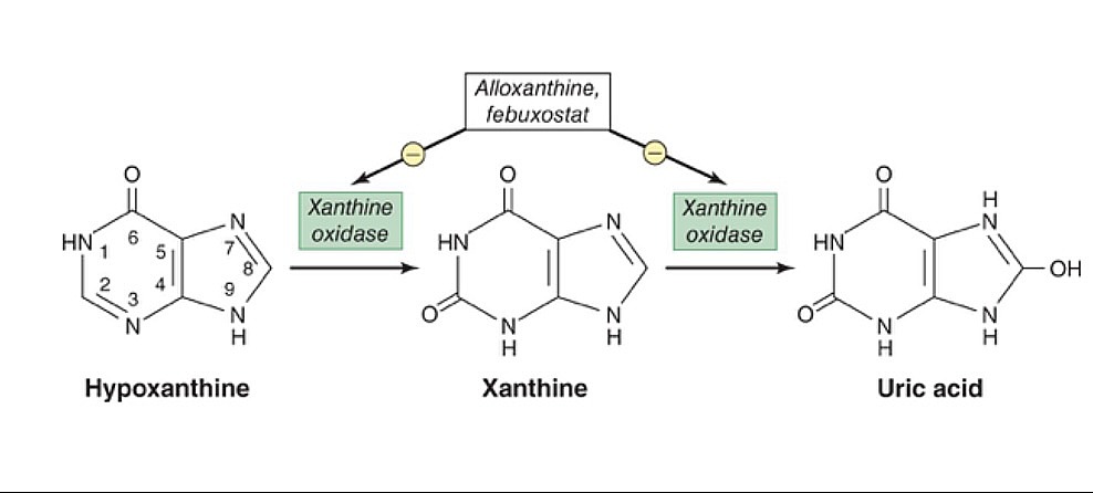 Inibidores da xantina oxidase impedindo a conversão em ácido úrico