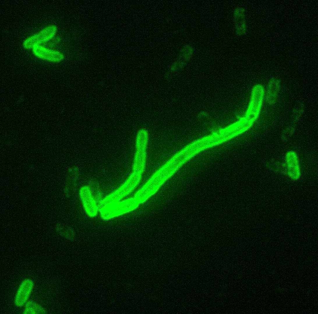 Fluorescência de yersinia pestis
