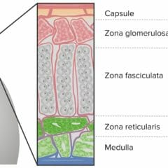 Zones of adrenal cortex and medulla and their hormonal products