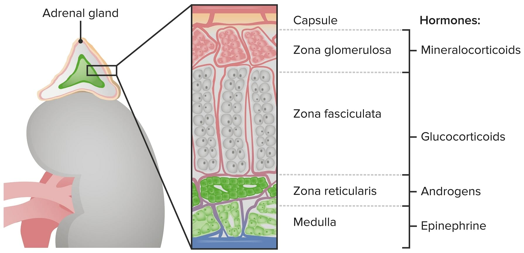 Adrenal gland introduction, structure, location & function