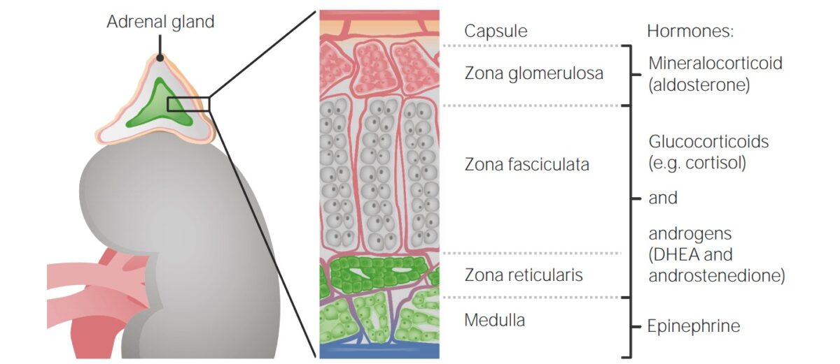 Zonas de la corteza y la médula suprarrenal y sus productos hormonales