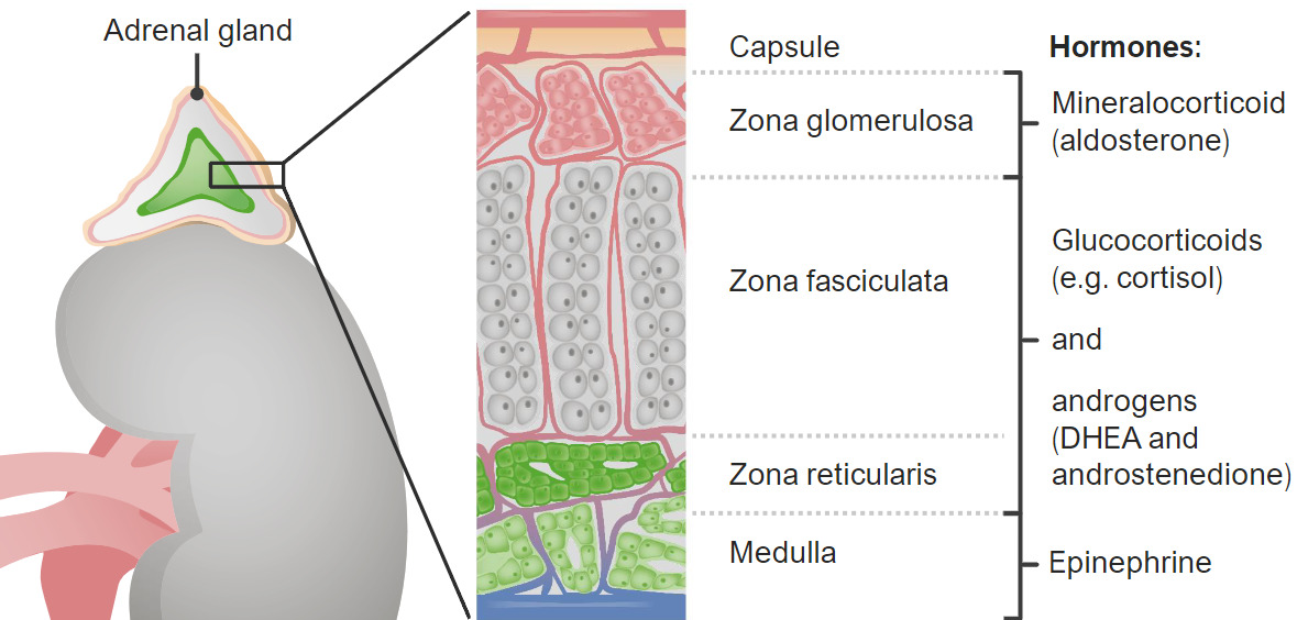 Glándulas Suprarrenales Anatomía Concise Medical Knowledge