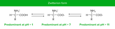 Zwitterion form