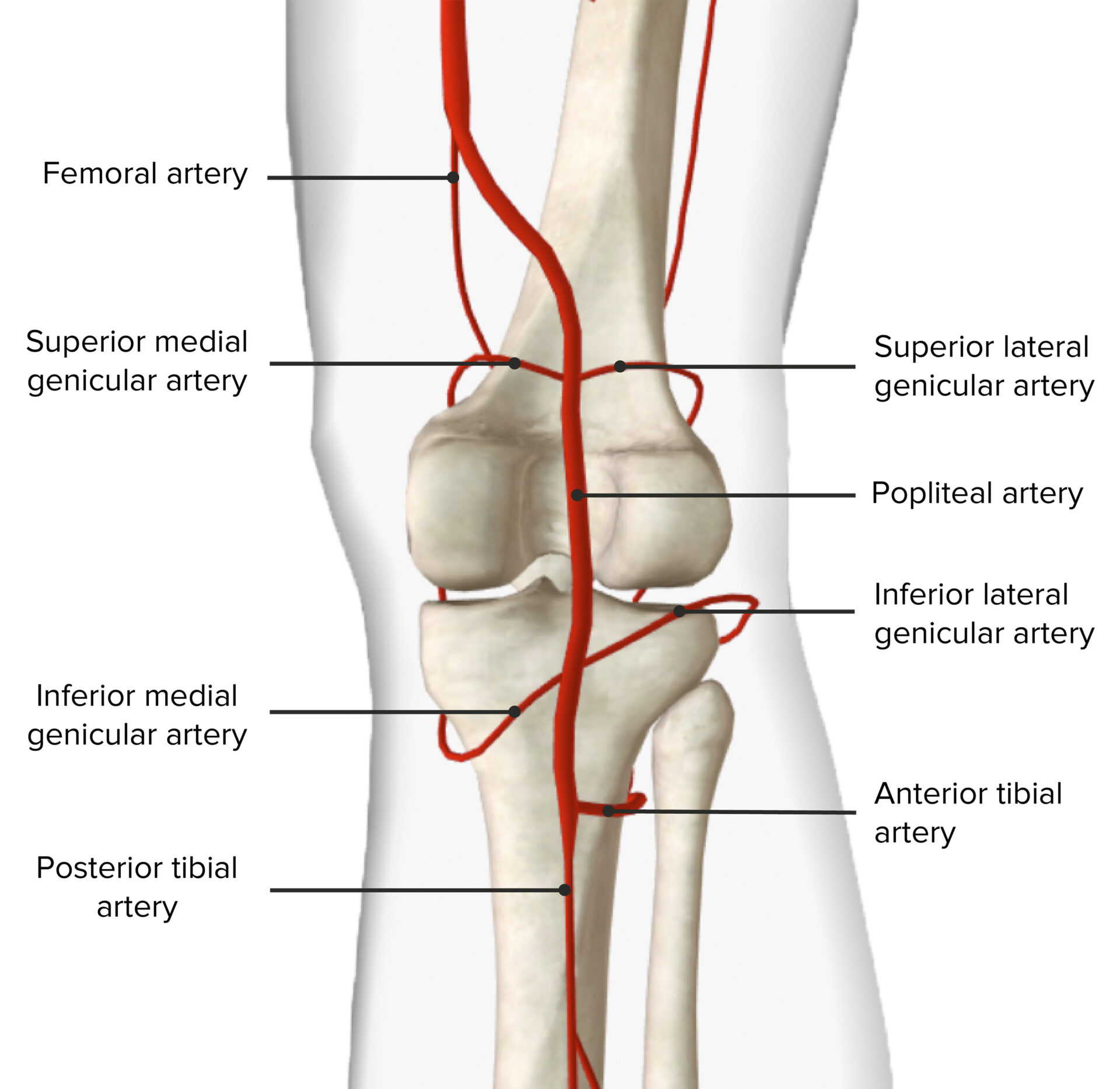 Popliteal Fossa Anatomy Concise Medical Knowledge