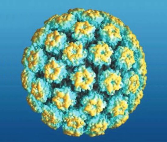 Un modelo de microscopio electrónico de barrido del virus del papiloma humano
