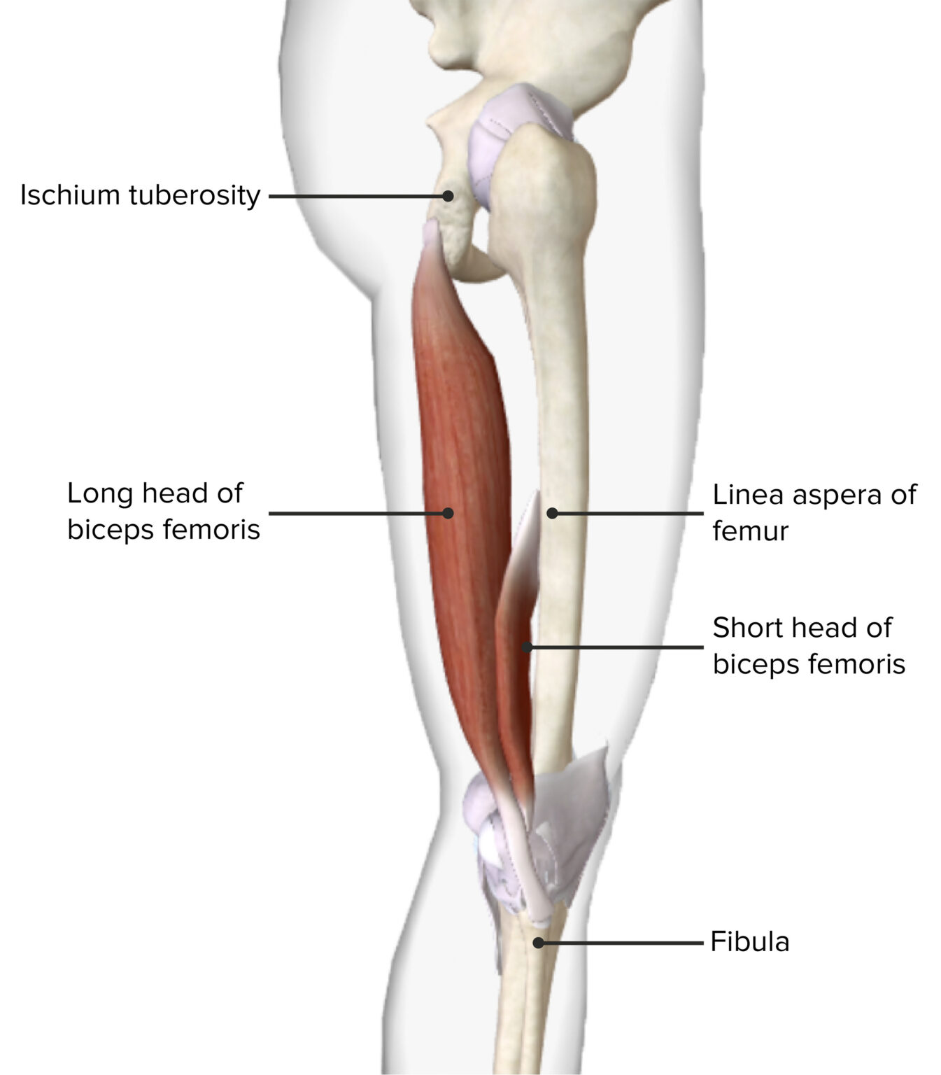 Hip Joint: Anatomy | Concise Medical Knowledge