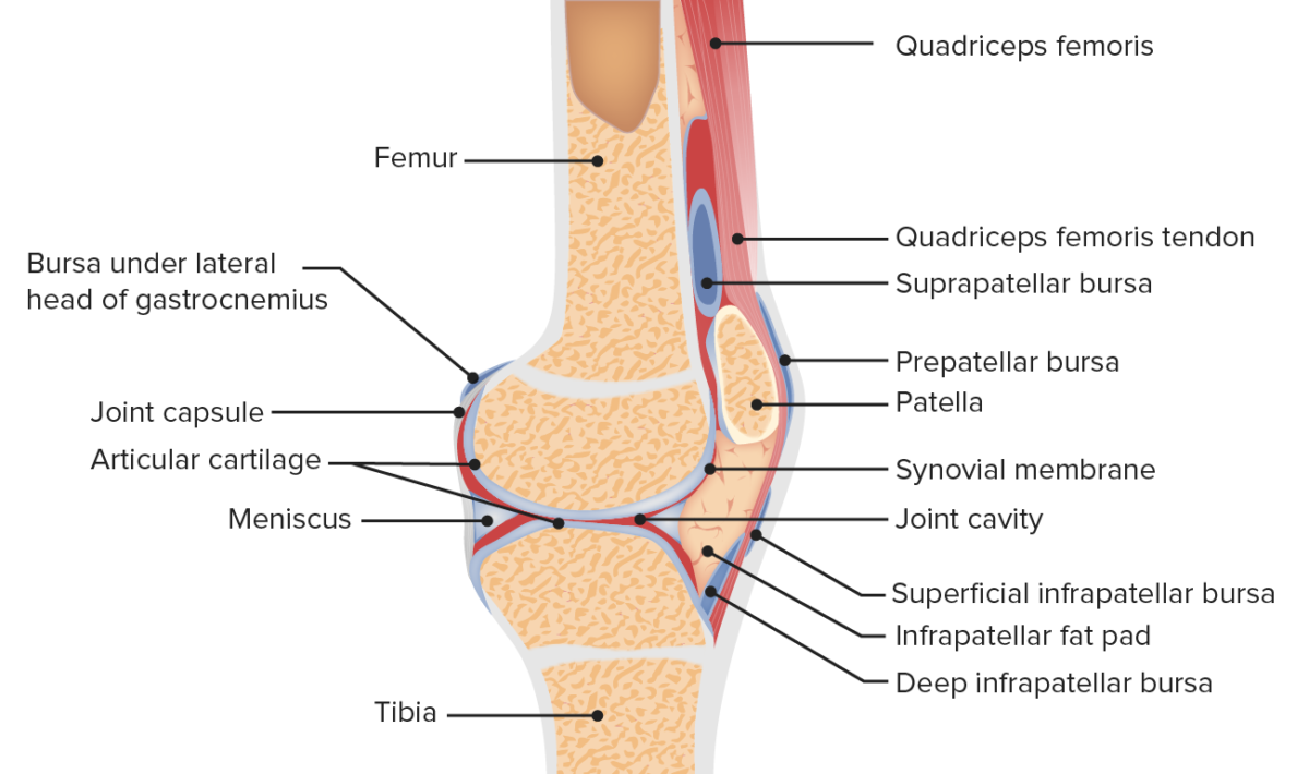 Sagittal view of the anatomy of the patellofemoral joint