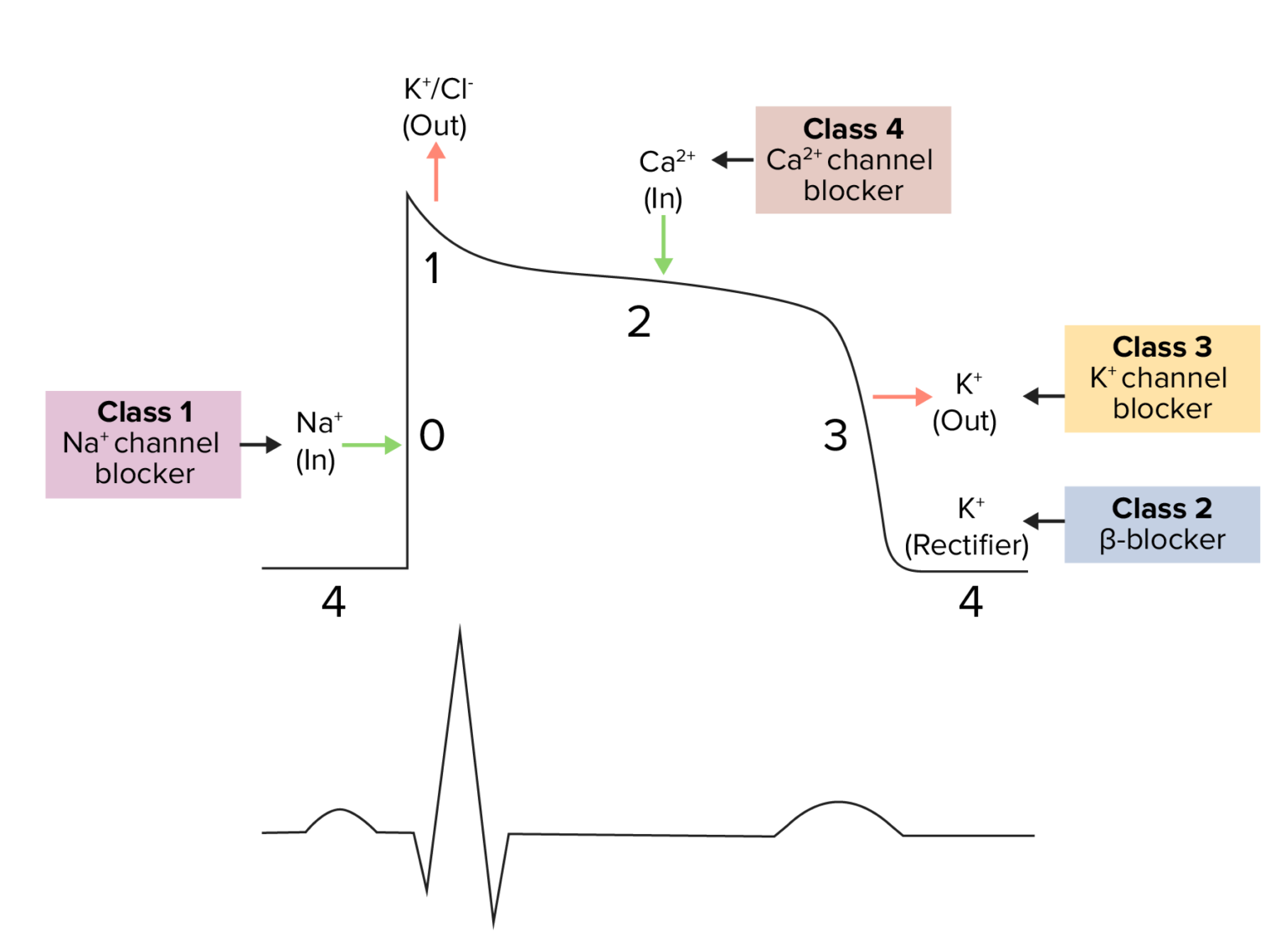 Class 1 Antiarrhythmic Drugs (Sodium Channel Blockers) | Concise ...