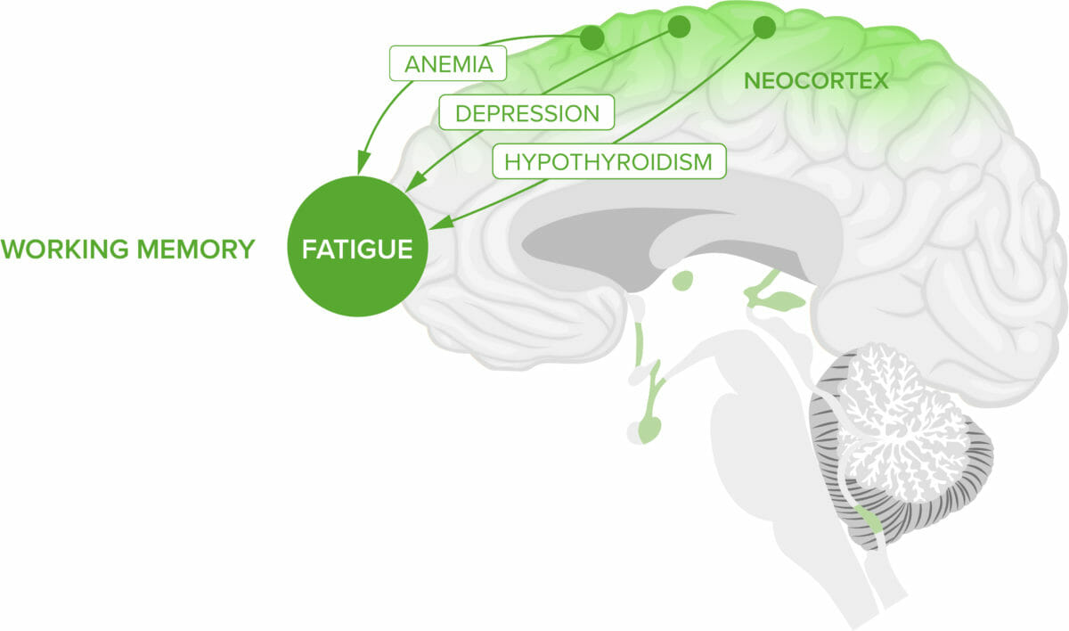 Concepts in the brain v2 1