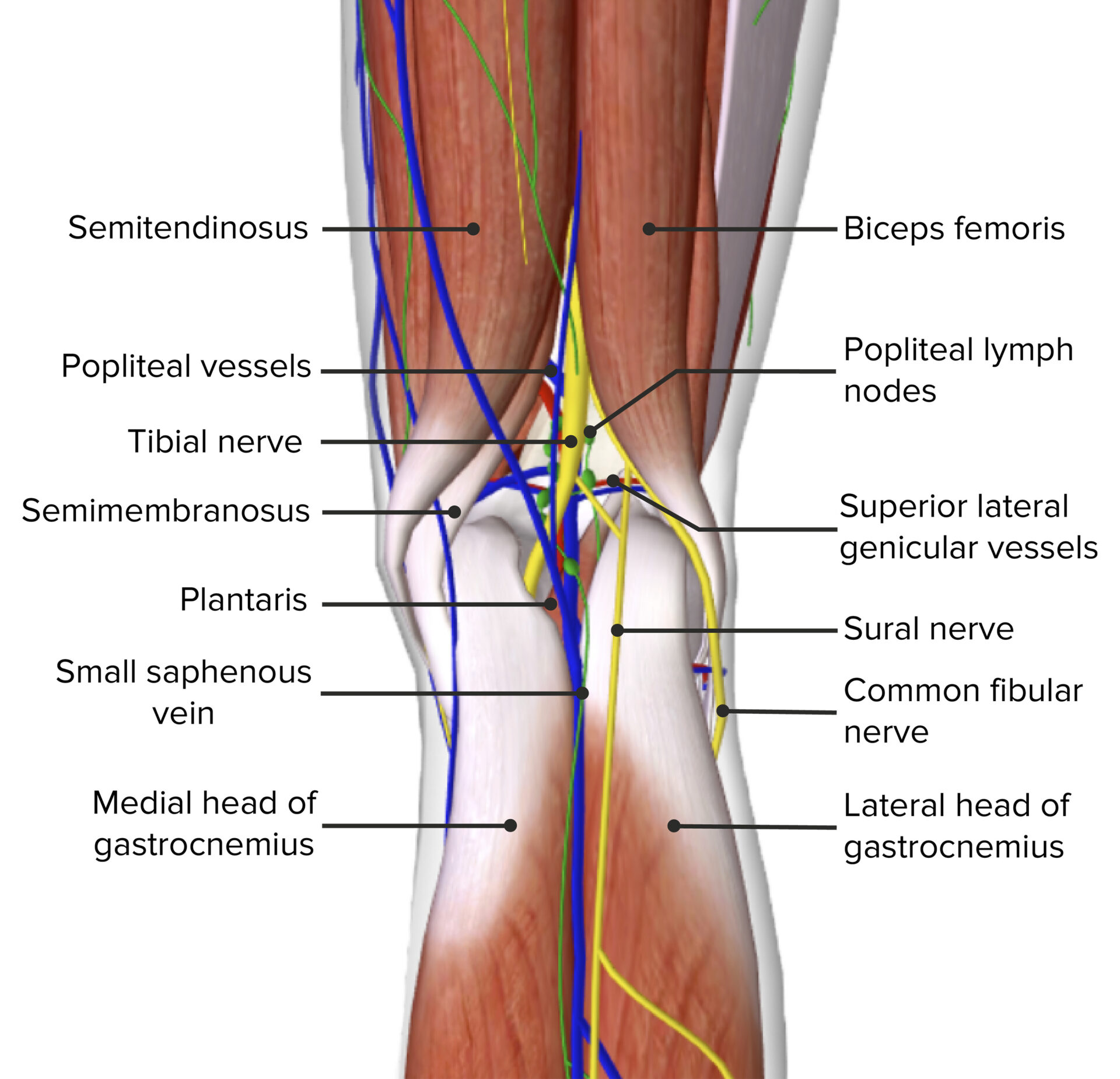 Popliteal Fossa Surface Anatomy