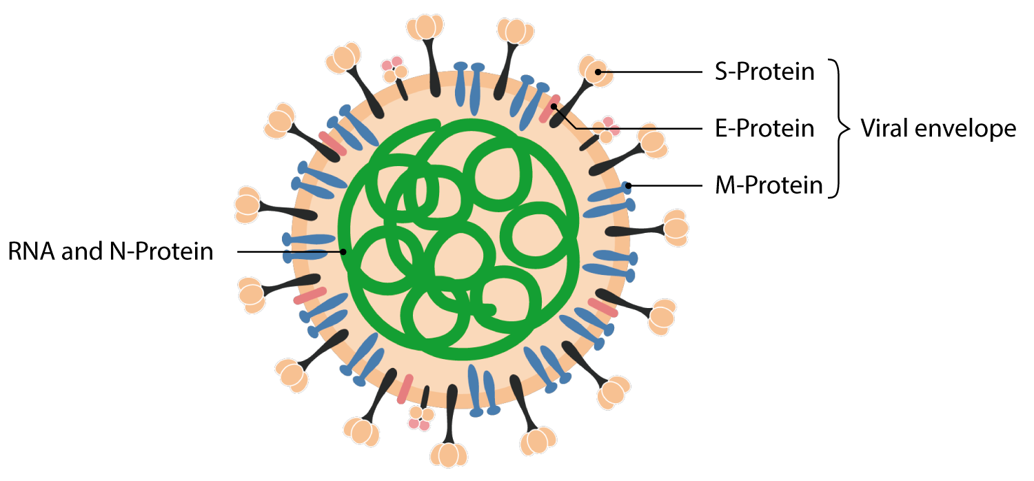 Coronavirus 2