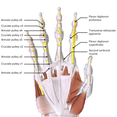 Hand: Anatomy | Concise Medical Knowledge