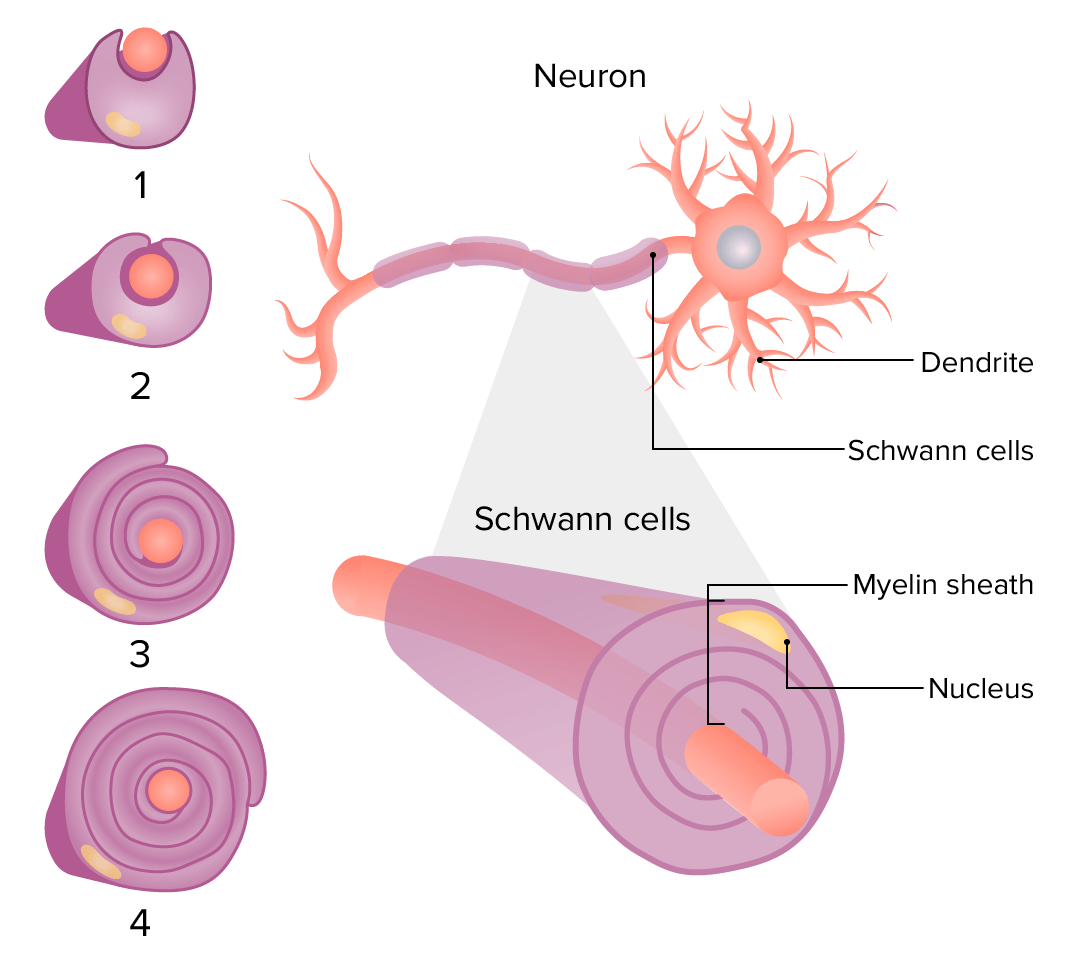 Myelination of an axon