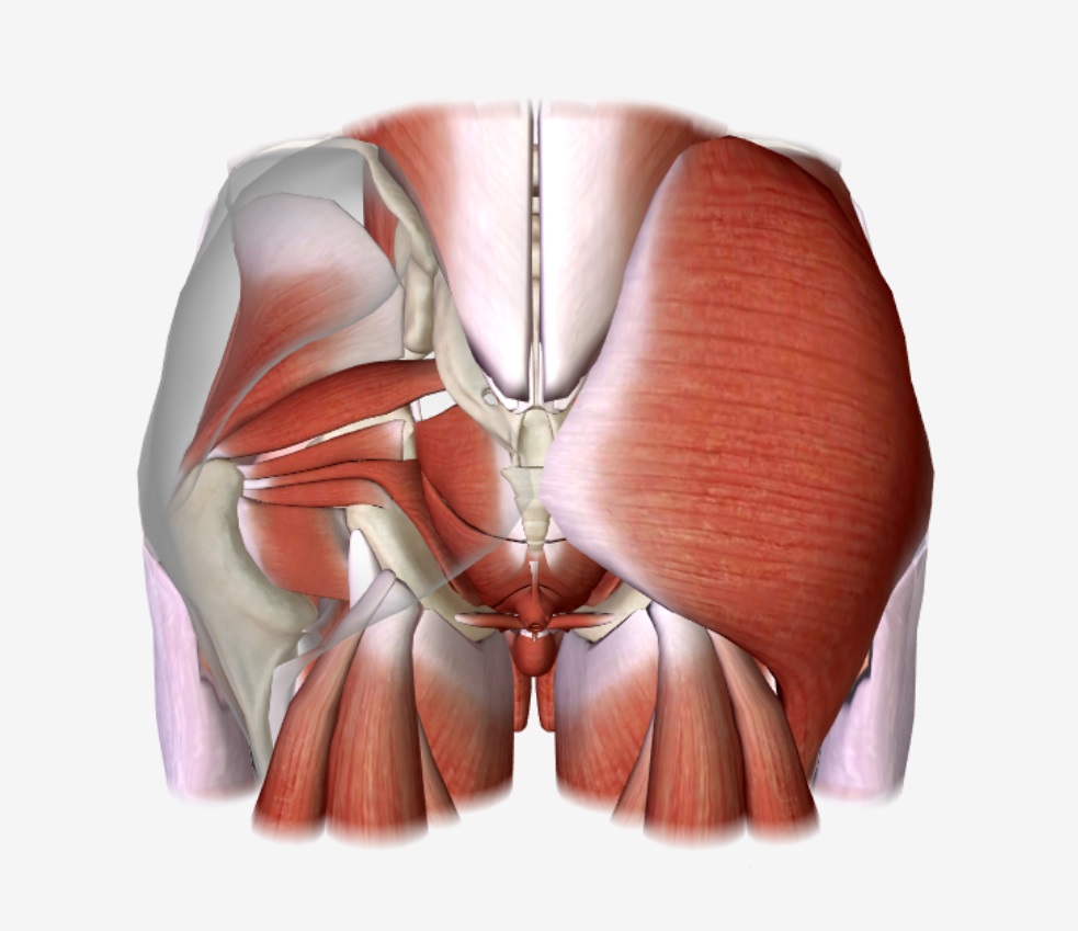 gluteus muscles diagram