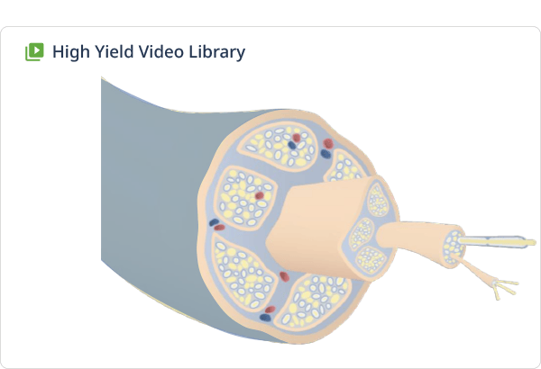 High-yield video lectures with engaging illustrations