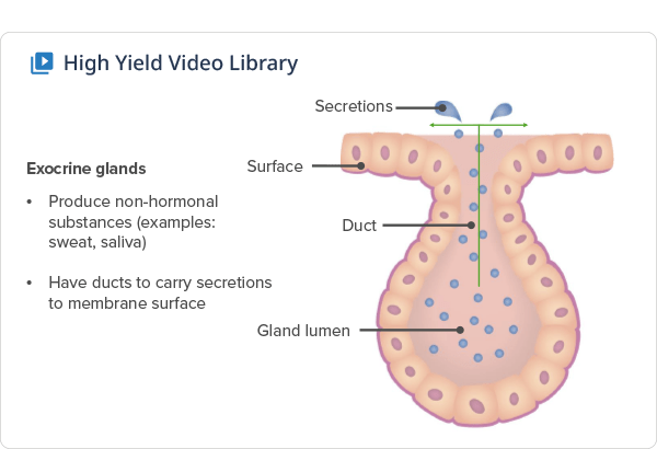 Header right element physiology 1 Header right element physiology 1