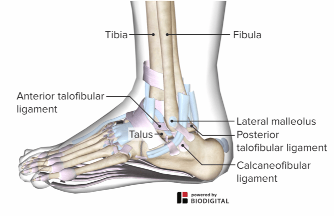 Lateral ankle