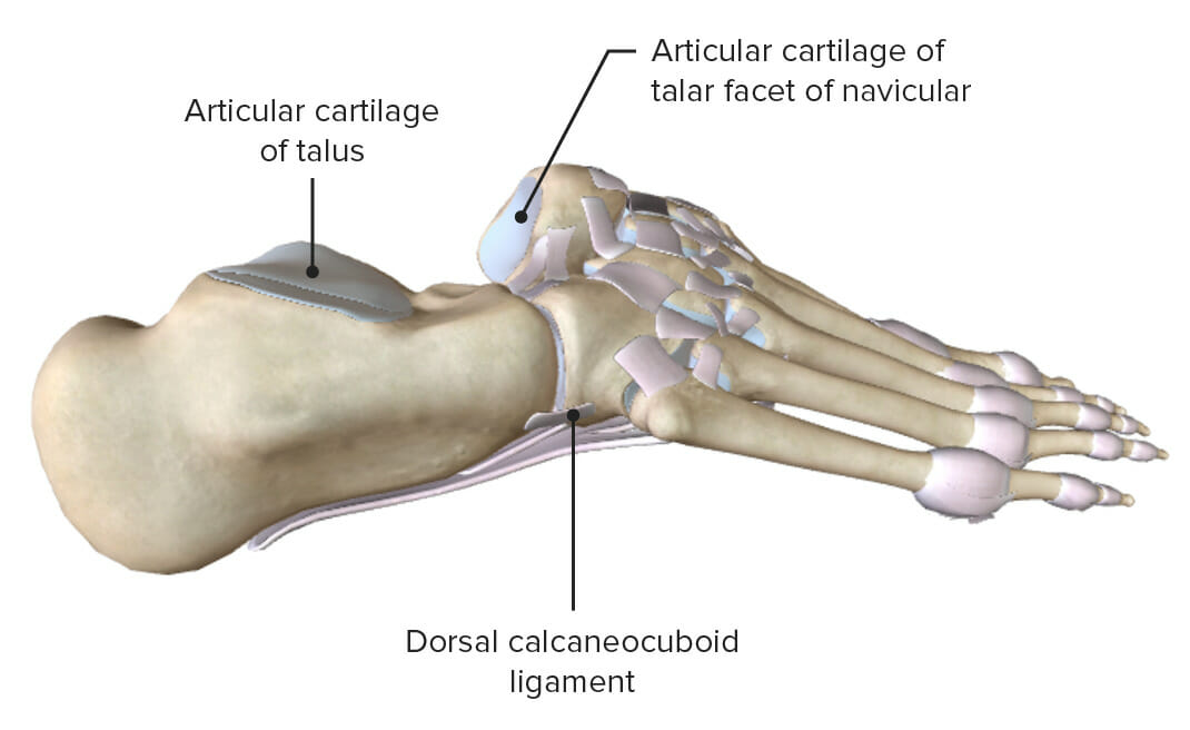 Lateral (right) views of the ankle with the talus removed featuring the articular surfaces and supporting ligaments of the subtalar and transverse tarsal joints