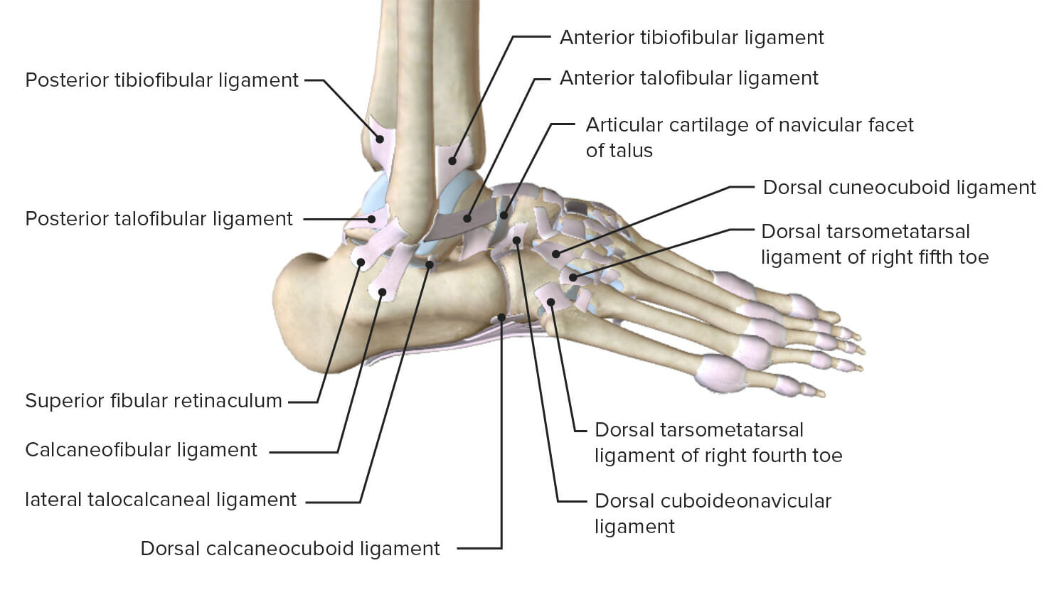 Lateral view of the ankle