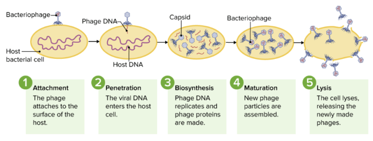 Virology | Concise Medical Knowledge