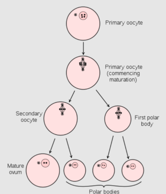 Meiosis | Concise Medical Knowledge