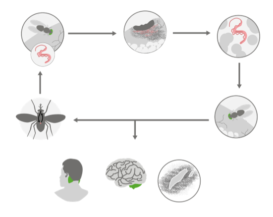 life cycle of trypanosoma diagram