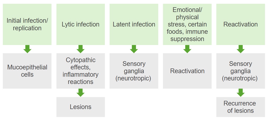 Herpes Simplex Information Hub