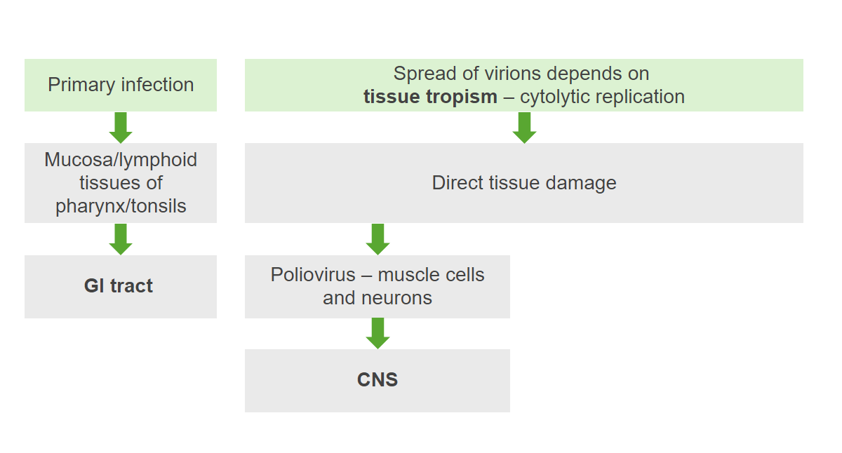 poliomyelitis structure