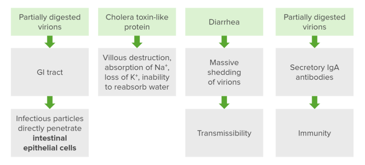 Pathogenesis of rotavirus infection flowchart