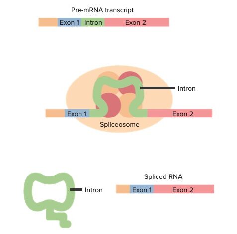 Pre-mrna exons and introns with an overview of splicing