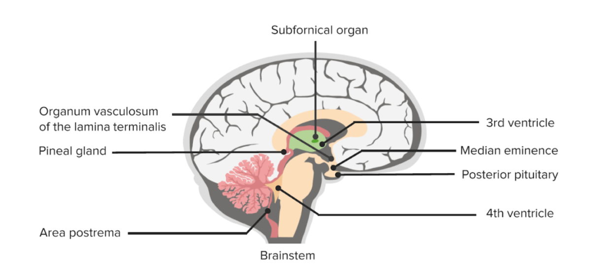 Sagittal cut of the brain highlighting the circumventricular organs