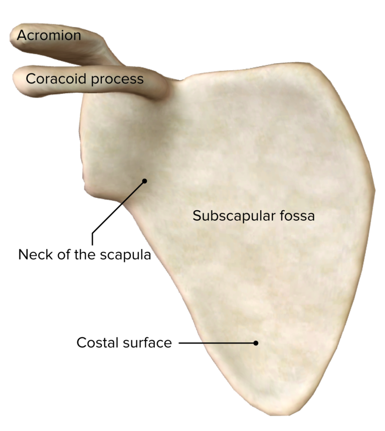 Shoulder Joint: Anatomy | Concise Medical Knowledge