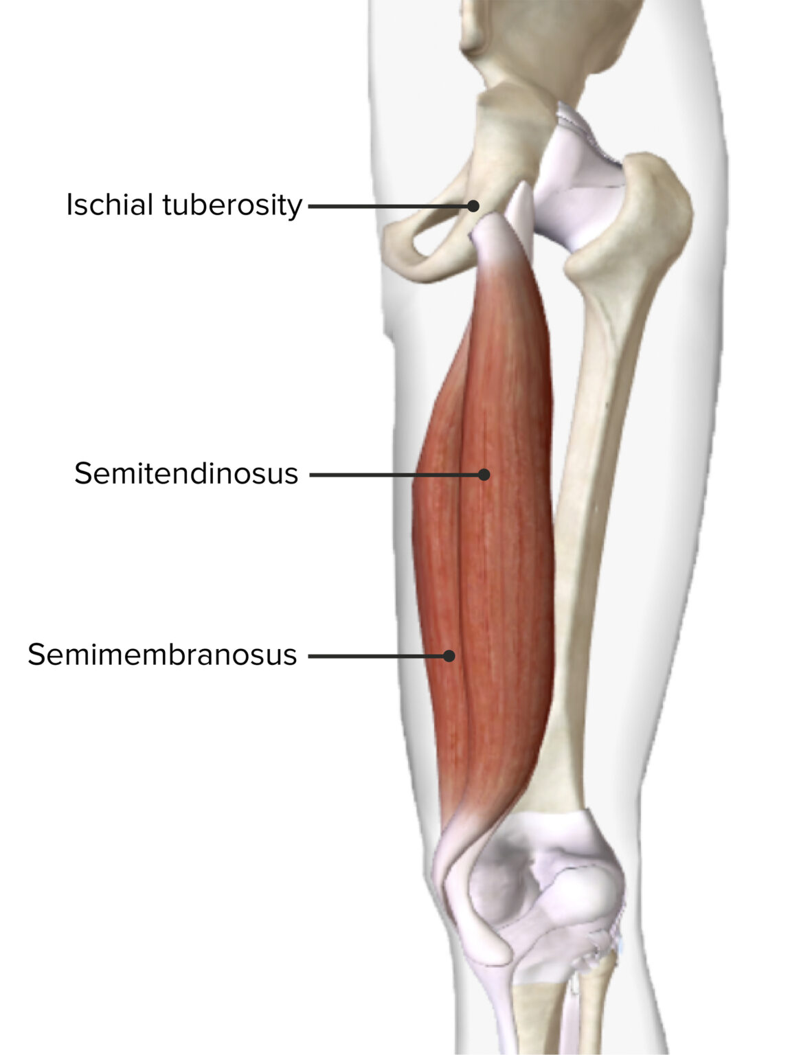 Popliteal Fossa: Anatomy | Concise Medical Knowledge