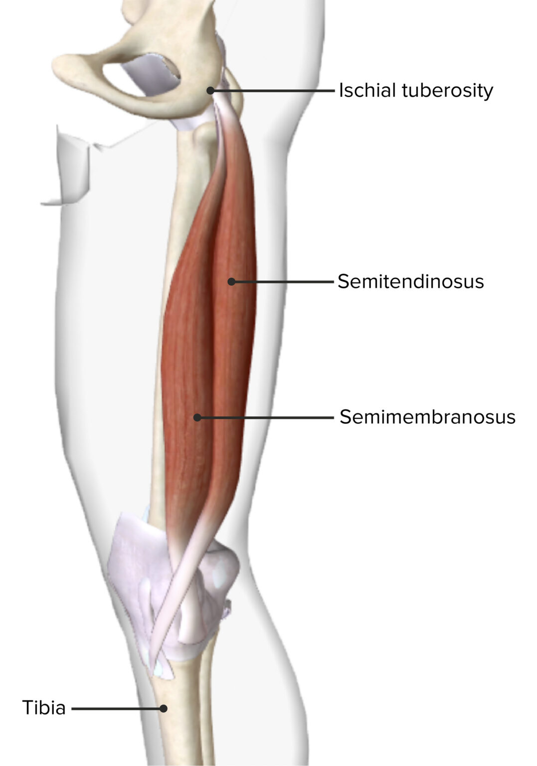 Hip Joint: Anatomy | Concise Medical Knowledge