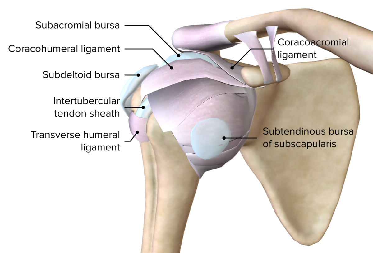 Superficial ligaments and bursa glenohumeral joint