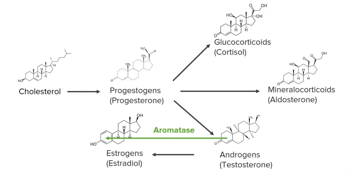 Synthesis pathways of steroid hormones