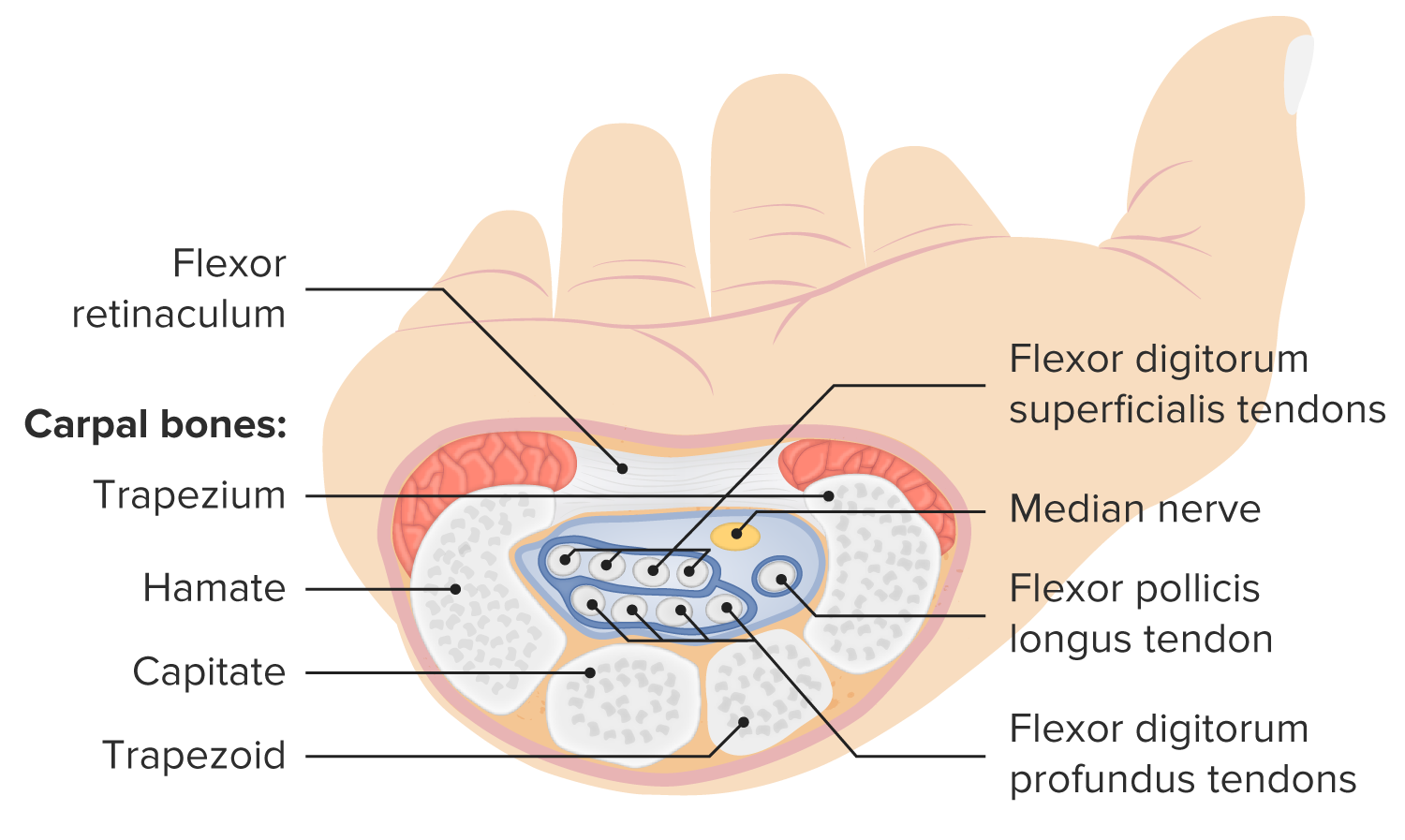 Anatomía del túnel carpiano - Mayo Clinic