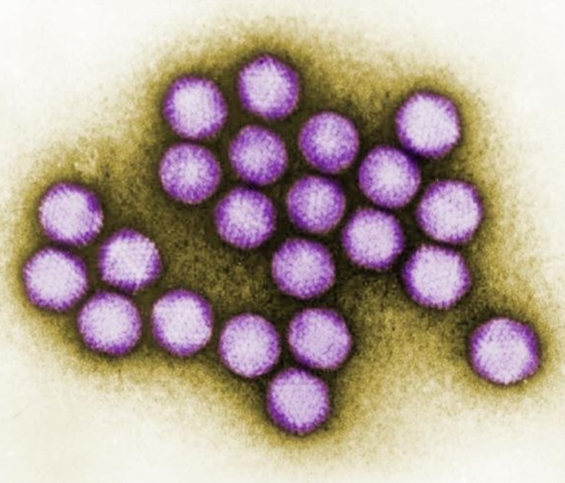 Ultrastructural details small cluster of adenovirus