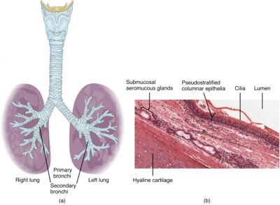 Various layers of tissue Trachea and Larynx