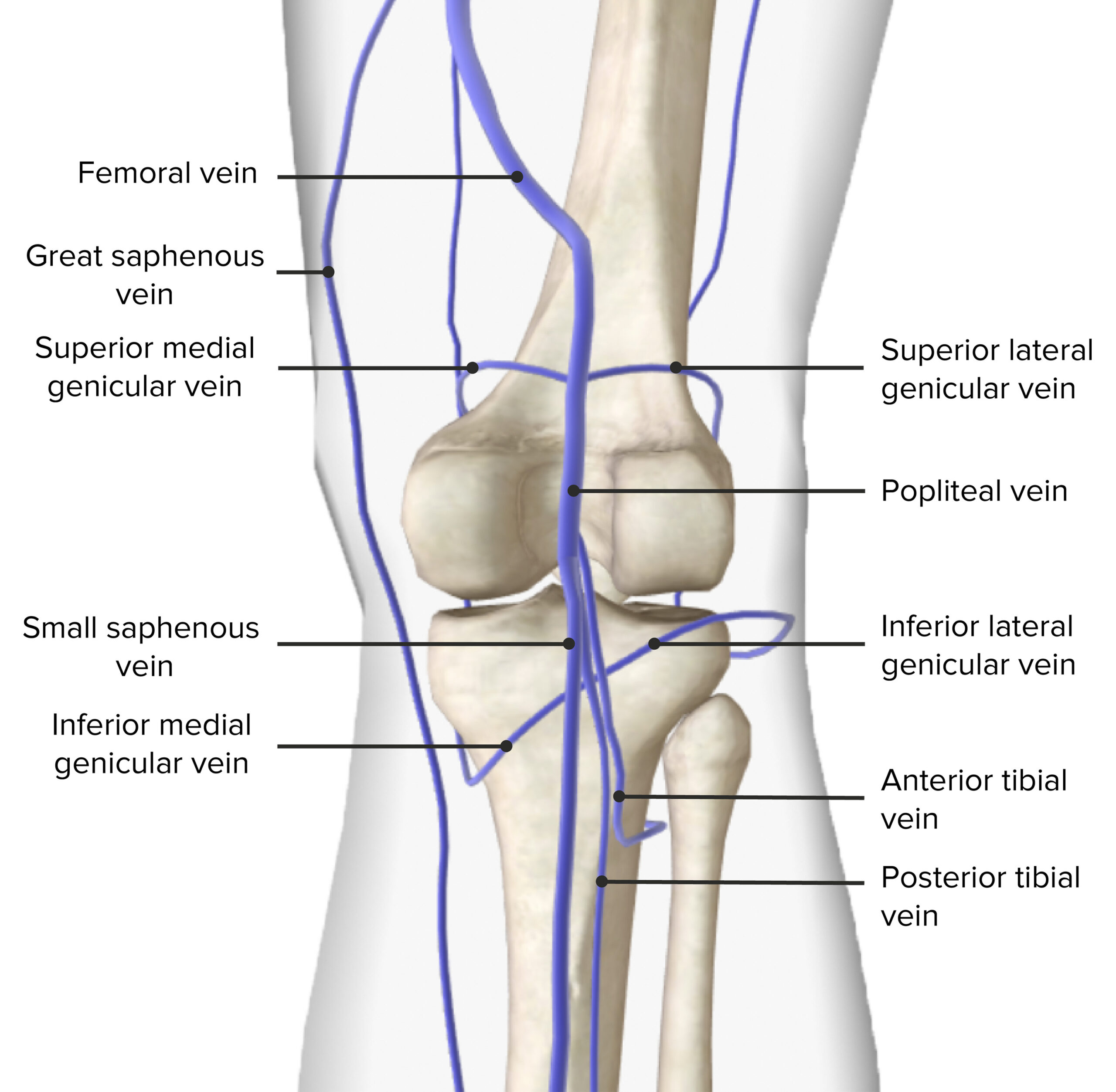 Popliteal Fossa: Anatomy | Concise Medical Knowledge