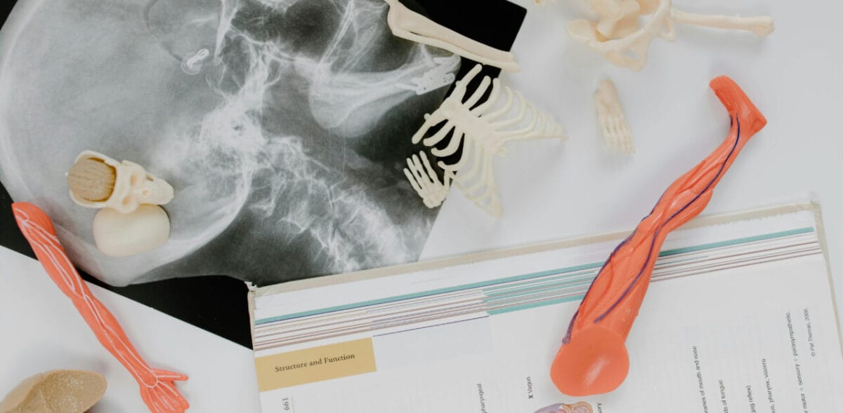 Desk with plastic body parts, a biology book and an xray photo