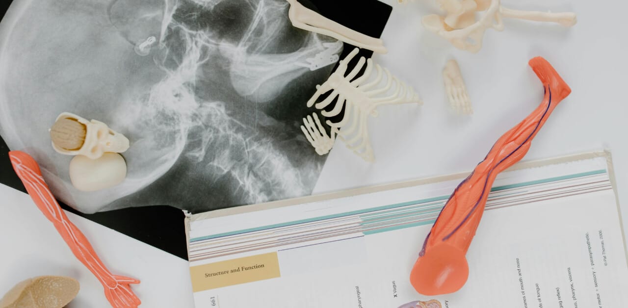Desk with plastic body parts, a biology book and an xray photo
